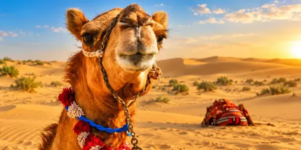 Jaisalmer Camel Safari